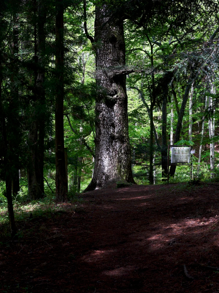 美術家・安野谷昌穂が森の中を歩き、見つけたこと。